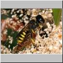 Ectemnius cavifrons oder ruficornis - Grabwespe w03d 12mm beim Nesteintrag - Hainschwebfliege.jpg